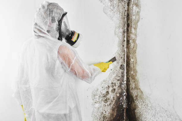 Greeneville, TN Mold Removal Company