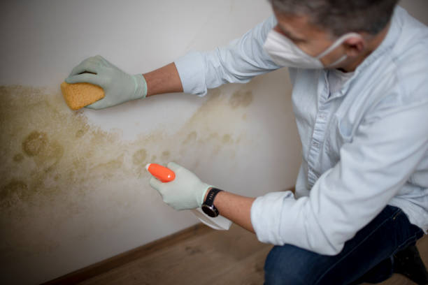 Best Office Mold Removal Services  in Greeneville, TN