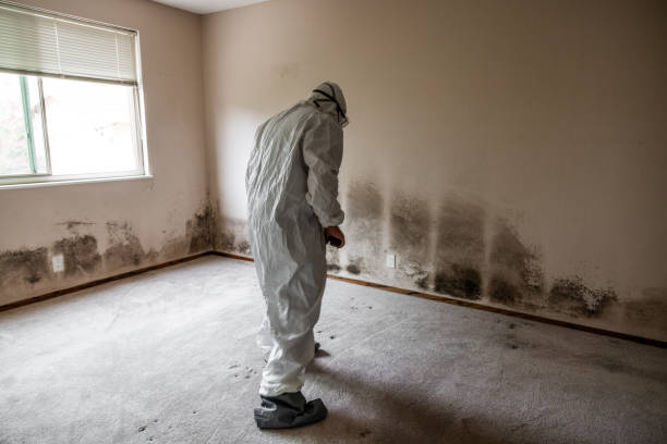 Best Mold Cleaning Services  in Greeneville, TN