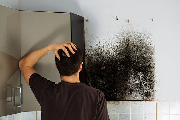 Best Professional Mold Removal  in Greeneville, TN