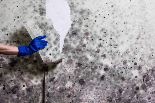 Office Mold Removal Services in Greeneville, TN