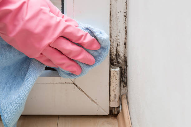 Best Fast Mold Removal  in Greeneville, TN